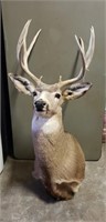 10 Point Deer Mount