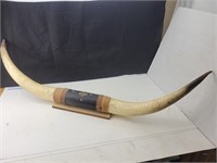 Mounted Bull Horns 56"