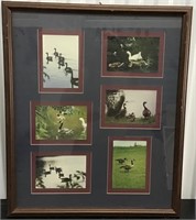 FRAMED COLLAGE OF DUCK PICTURES