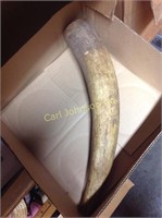 LARGE COW HORN