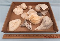 Quantity of Beautiful Sea Shells