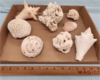 Quantity of Beautiful Sea Shells