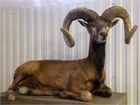 Corsican Ram Full Body Mount