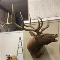 Trophy 5x5 Bull Elk Mount