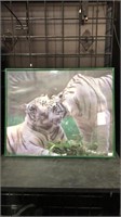 Framed Tiger’s in the wild Poster