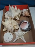 Flat of nice seashells