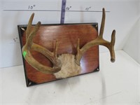 8 point buck antlers 13" wide