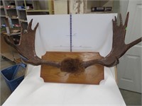 Moose antlers 38" w x 24" h