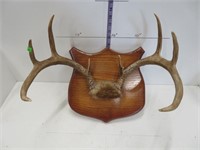 8 point buck antlers 17" wide