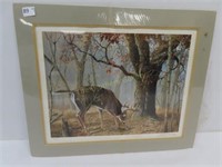 White Tail Print, Signed & Numbered - 21" x 26"