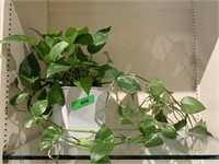REAL IVY PLANT