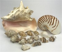 Assortment of Seashells