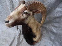 Taxidermy Ram Shoulder