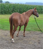 AQHA 2yo Gelding, Oaks Smokin Acre Ace