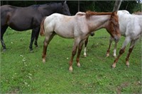Weanling:  Shady Cat, Red Roan Stud Colt 5mo old