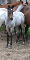 Weanling:  Starlight Cat, Blue/Bay Roan Filly 5 mo
