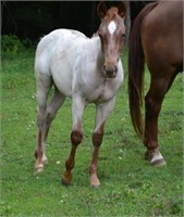 Weanling:  Texas Cat, Red Roan,  Stud Colt 4 mo