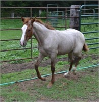 Weanling:  Fancy Cat, Filly, Red Roan 4mo old