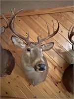 Whitetail Deer Mount