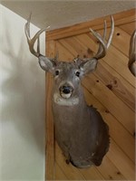 Whitetail Deer Mount