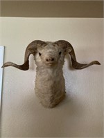 Mountain Sheep Shoulder Mount