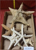 FLAT BOX OF STARFISH SHELL COLLECTIBLES