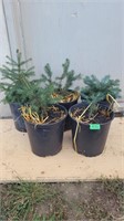 5x Pine trees   (Different sizes & types)