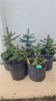 5x Pine trees   (Different sizes & types)