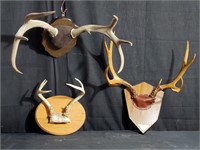 3 pairs of mounted antlers