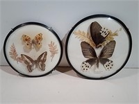 Framed Butterfly Wall Hangings