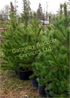 Pine Trees 5 to 6 ft potted