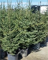 Spruce Trees 5 to 6 ft Potted