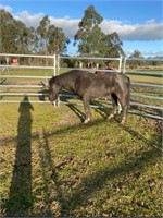 (VIC) INDY - BRUMBY MARE