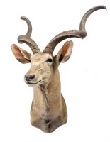 Taxidermy Spiral Horned Antelope Shoulder Mount
