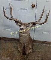 "ONLINE" Antlers,Mounts,Sporting Items,Antique AUCTION