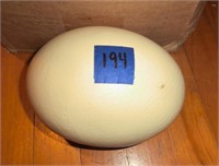 Blown out empty Ostrich egg