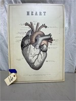 Heart Diagram on Canvas