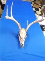 Deer Skull European Mount