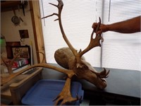 Caribou Mount Antler is out of Mount