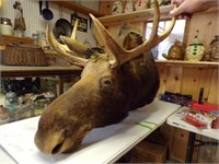 Young Moose Mount