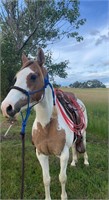 (VIC) SHILOH - QH X CLYDIE MARE