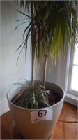 LIVE HOUSE PLANT DRAGON TREE 63 IN