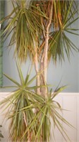 POTTED LIVE DRAGON TREE 7 FOOT