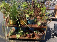 Assorted Plants in Planters 15pcs