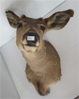 Taxidermist Deer Mount.