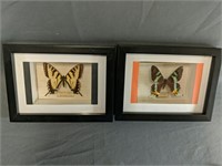 Two Framed Butterflies Measure 7.75" x 5.75"