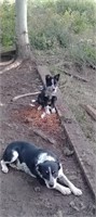 Blue Heeler/ Border Collie Female Dog