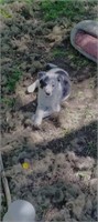 Blue Heeler/ Border Collie Male Dog