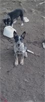 Blue Heeler/ Border Collie Male Dog