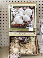 Seed Garlic Bulbs New
